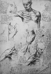 Disegni anatomici del collo e delle spalle di un uomo, c1480 1945