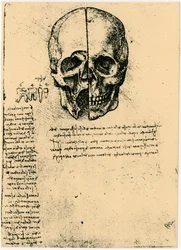 Schizzo anatomico di un cranio umano, c1472-1519