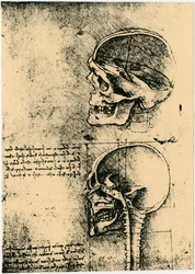 Schizzo anatomico, due studi di un cranio umano, c1489