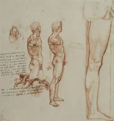 Studi di anatomia