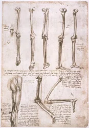 Studi anatomici