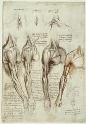 Studi di anatomia
