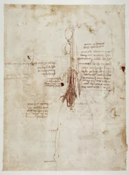 Studi di anatomia