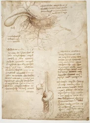 Studi di anatomia
