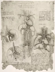 Studi anatomici