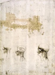 Studi anatomici