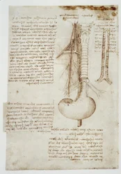 Studi anatomici