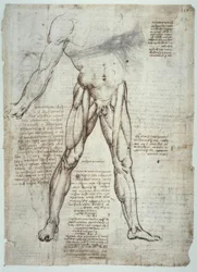 Studi di anatomia