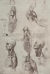 Studi di anatomia