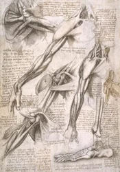 Studi di anatomia