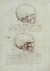 Studi di anatomia