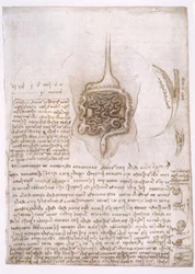 Studi di anatomia