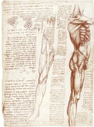 Studi anatomici: la muscolatura del tronco e delle gambe