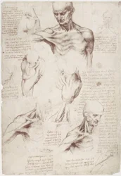 Studi anatomici: I muscoli superficiali del collo e della spalla