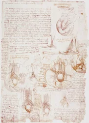 Studi anatomici: cordone ombelicale / feto...