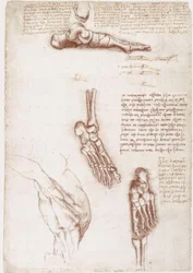 Studi di anatomia: anatomia superficiale della spalla / ossa del piede