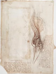 Studi di anatomia: Colonna vertebrale