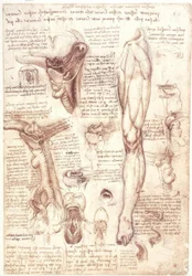 Studi di anatomia: lingua, faringe, laringe ed esofago