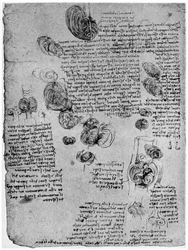 Diagramma del vortice sanguigno nel cuore, fine XV o inizio XVI secolo, 1954