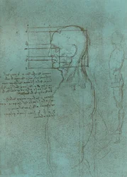 Disegno che illustra la teoria delle proporzioni della figura umana, c1472-c1519, 1883