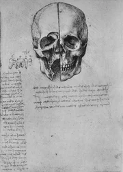 Disegno di due metà di un cranio, c1480 1945