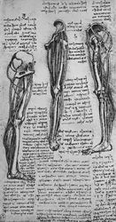 Disegni di una gamba sinistra che mostra ossa e tendini, c1480 1945