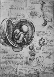 Disegni di un embrione nell