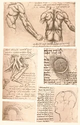 Quattro disegni anatomici, c1472-c1519 1883