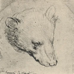 Testa di un orso, c1480 1945