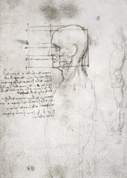 Testa di un Vecchio in Profilo, copia facsimile