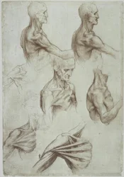 Leonardo – Muscolatura del collo e delle spalle