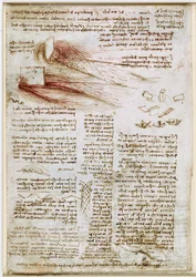 Leonardo da Vinci - RCIN 912660, Studi sull