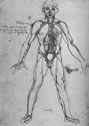 Uomo disegnato come figura anatomica per mostrare cuore, polmoni e arterie principali, c1480 1945