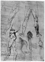Studi di anatomia comparata