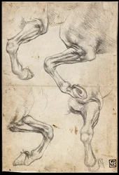 Studi sulla gamba del cavallo
