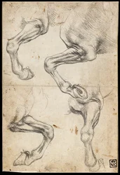 Studi di gambe di cavalli