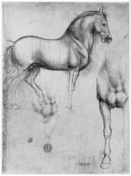 Studi di cavalli, circa 1490, 1954