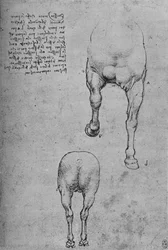 Studi delle parti anteriori e posteriori di un cavallo, c1480