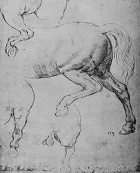 Studi delle zampe posteriori e delle gambe posteriori di un cavallo, c1480