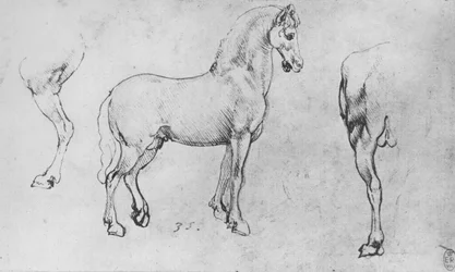 Studio di un cavallo, la sua zampa posteriore e il suo quartiere posteriore