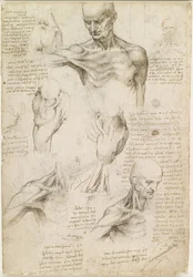 Anatomia superficiale della spalla e del collo (recto)