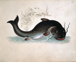 Add 6458 f.39 Pesce gatto