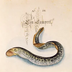 Lampreda di mare