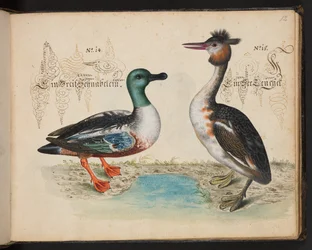 Descrizione naturale esatta e delineazione degli uccelli acquatici, pesci, animali a quattro zampe, insetti e vermi, che si trovano nelle acque di Strasburgo, che io stesso ho sparato e maneggiato. Leonard Baldner, pescatore e cittadino di Strasburgo