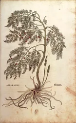 Asparago (Asparagus officinalis) di Leonhart Fuchs da De historia stirpium commentarii insignes (Notable Commentaries on the History of Plants), incisione colorata