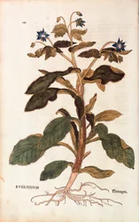 Borragine - Borago officinalis (Buglossum) di Leonhart Fuchs da De historia stirpium commentarii insignes (Notable Commentaries on the History of Plants), incisione colorata