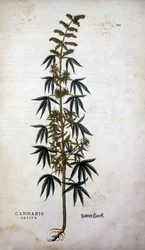 Cannabis Sativa (Canapa coltivata) - in "De Historia Stirpium commentarii insignia" di Leonhart Fuchs