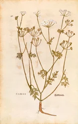 Cumino dei prati - Carum carvi (Caros) di Leonhart Fuchs da De historia stirpium commentarii insignes (Notable Commentaries on the History of Plants), incisione colorata