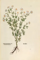 Matricaria chamomilla (Chamaemelum leucanthemum) da De historia stirpium commentarii insignes