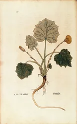 Farfaraccio (Tussilago farfara) da De historia stirpium commentarii insignes, incisione colorata